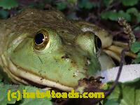 /home//u458753944/public_html/sourcegallery//Frogs/Bullfrogs 2020-09 Upper Merion/P9280708.JPG